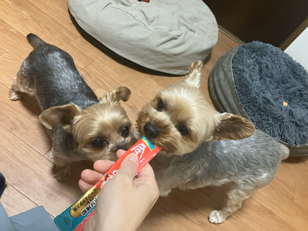 小型犬ヨークシャテリアペットホテル