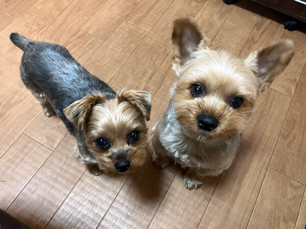 小型犬ヨークシャテリアペットホテル