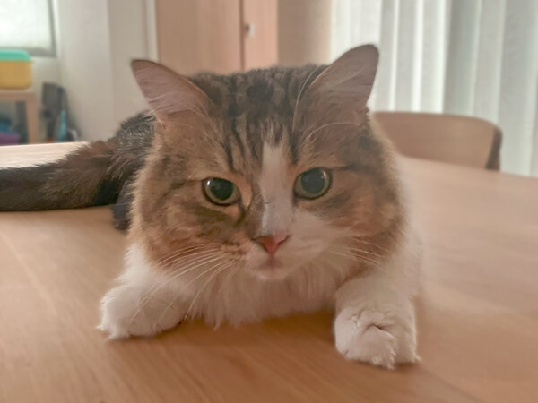 猫キンカローペットシッター
