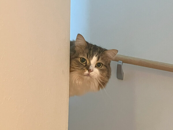 猫キンカローペットシッター