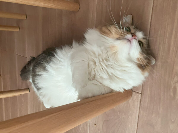 猫キンカローペットシッター