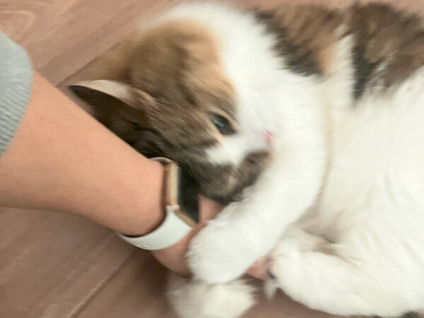 猫キンカローペットシッター