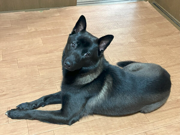 中型犬MIXペットホテル