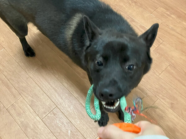 中型犬MIXペットホテル