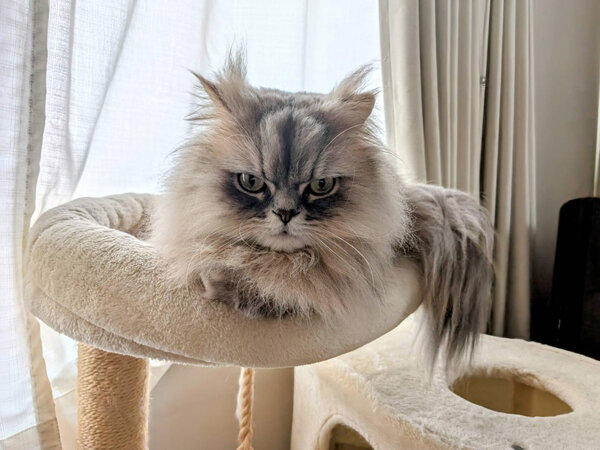 猫ラガマフィンペットシッター