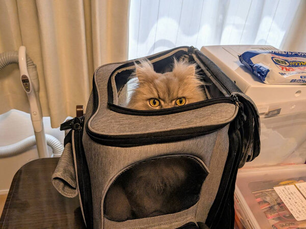 猫ラガマフィンペットシッター