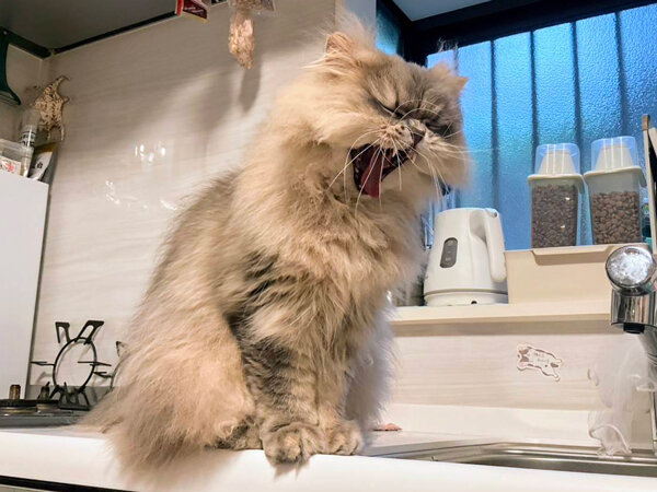 猫ラガマフィンペットシッター
