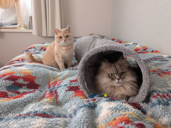 ブリティッシュショートヘア猫ペットシッター