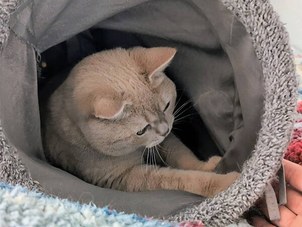 ブリティッシュショートヘア猫ペットシッター