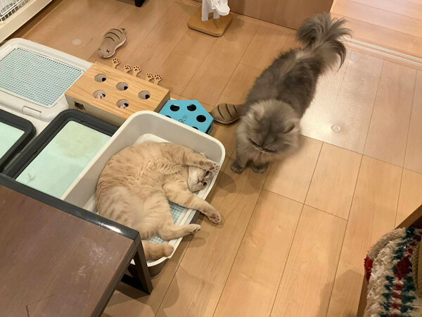 ブリティッシュショートヘア猫ペットシッター