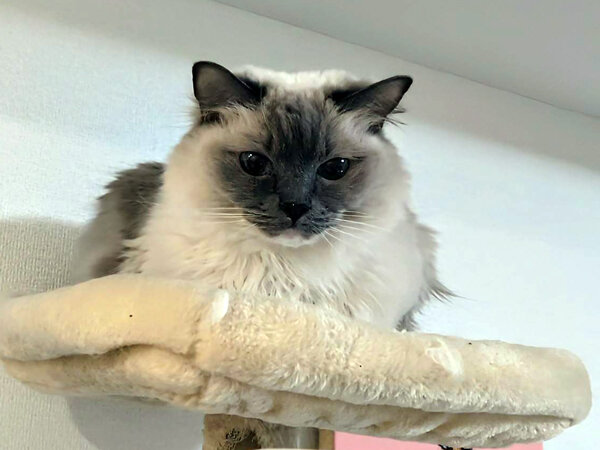 猫、ラグドールペットシッター