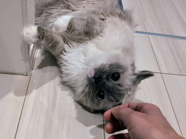猫、ラグドールペットシッター