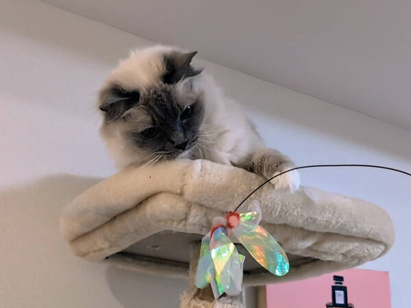 猫、ラグドールペットシッター