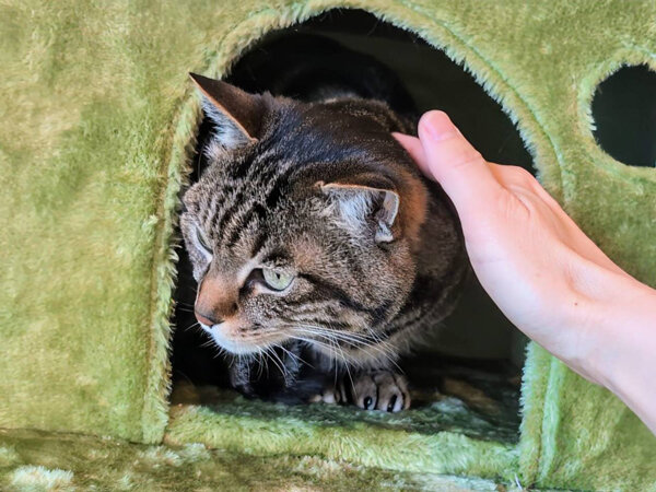 猫ペットシッター