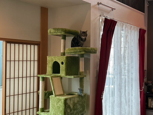 猫ペットシッター