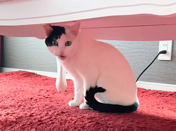 猫ペットシッター