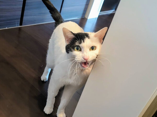 猫ペットシッター