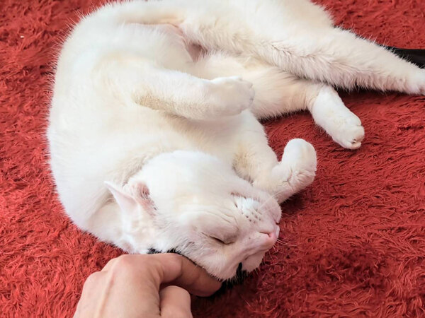 猫ペットシッター