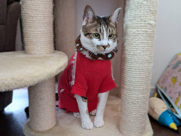 猫ペットシッター