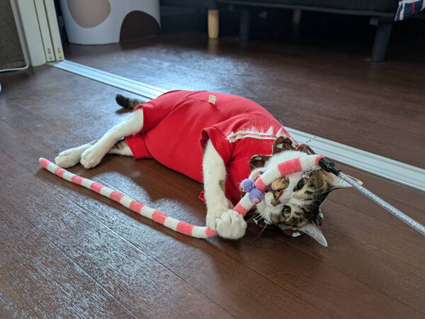 猫ペットシッター