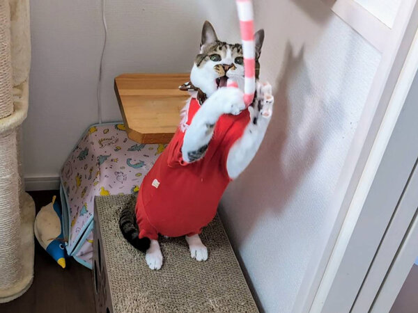 猫ペットシッター