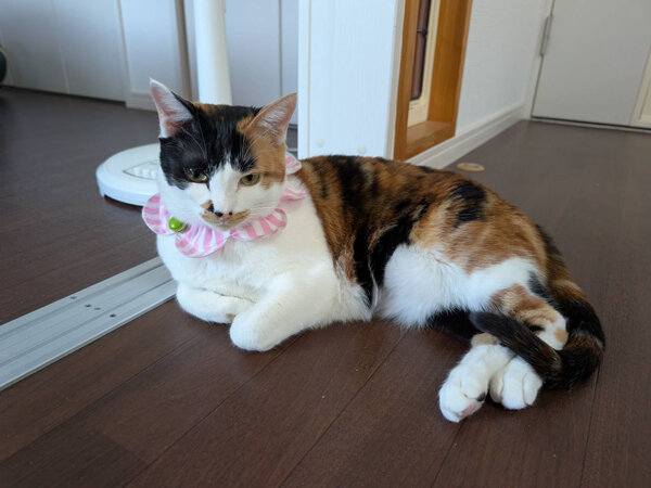 猫ペットシッター