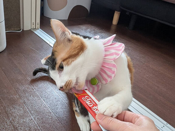 猫ペットシッター