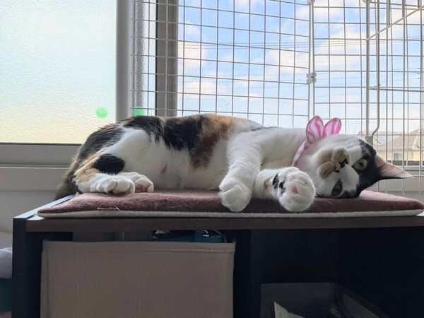 猫ペットシッター
