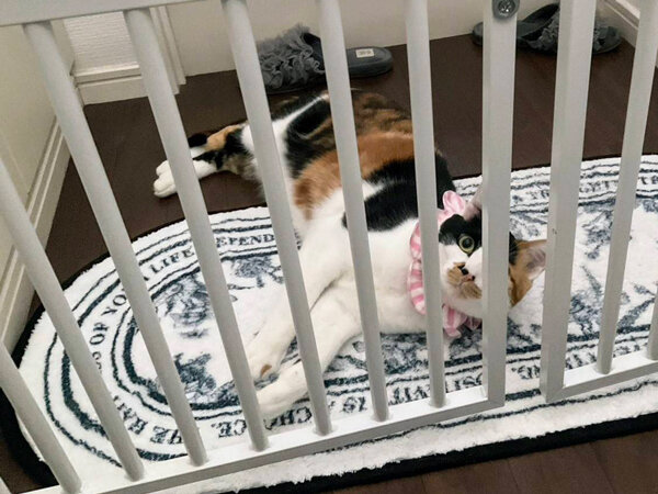 猫ペットシッター