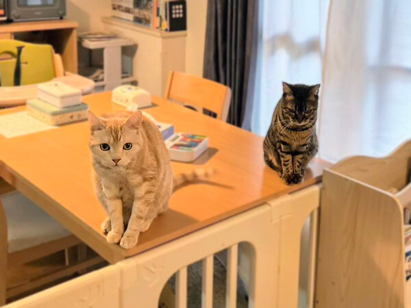 猫ペットシッター
