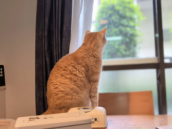 猫ペットシッター