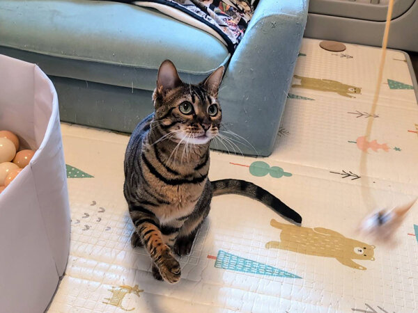 猫ペットシッター