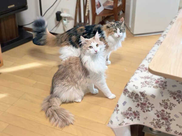 猫ペットシッター