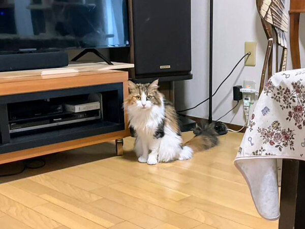 猫ペットシッター