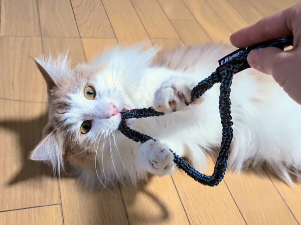 猫ペットシッター
