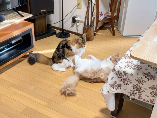 猫ペットシッター
