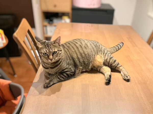 猫ペットシッター