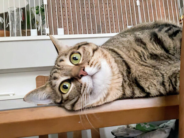 猫ペットシッター