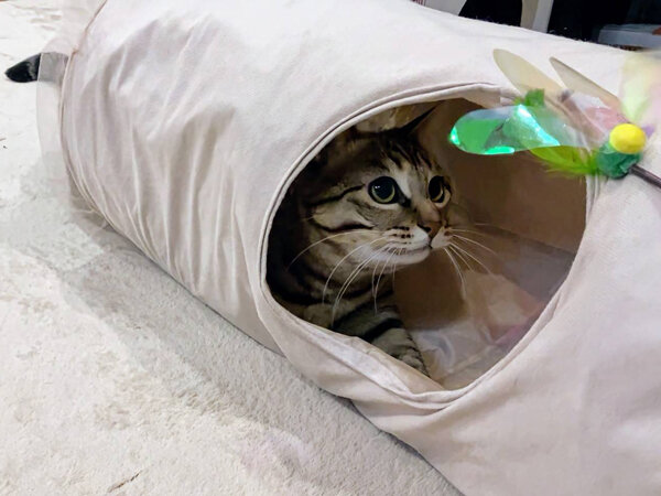 猫ペットシッター