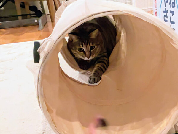 猫ペットシッター