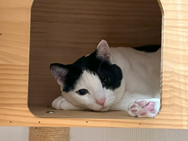 猫ペットホテル