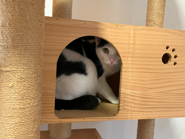 猫ペットホテル