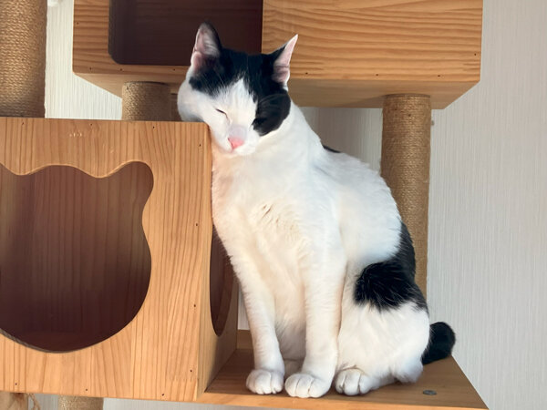 猫ペットホテル