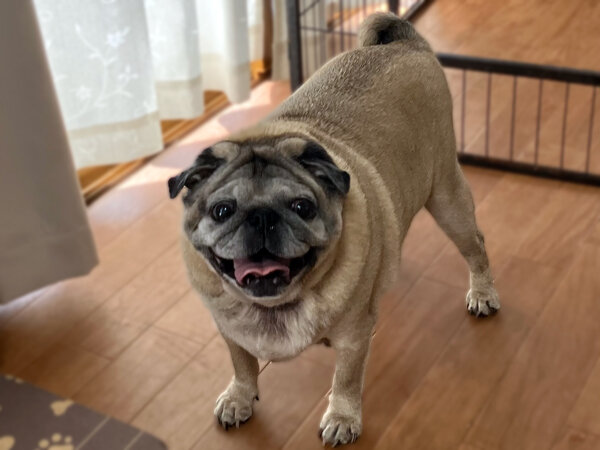 中型犬パグペットホテル