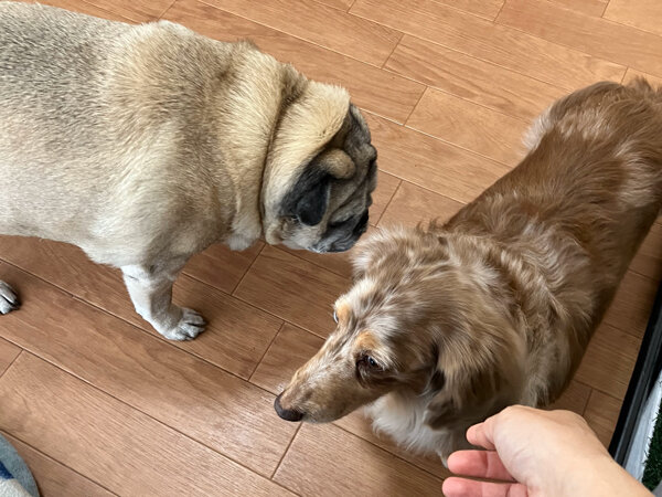 中型犬パグペットホテル