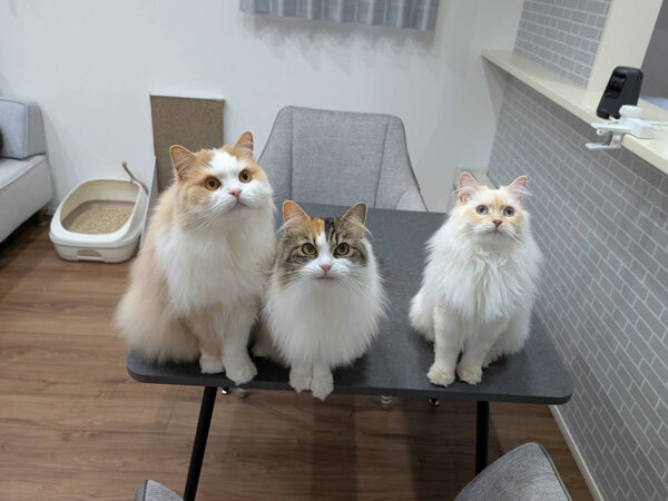 猫ペットシッター