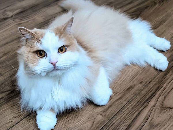 猫ペットシッター