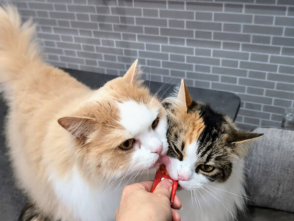 猫ペットシッター