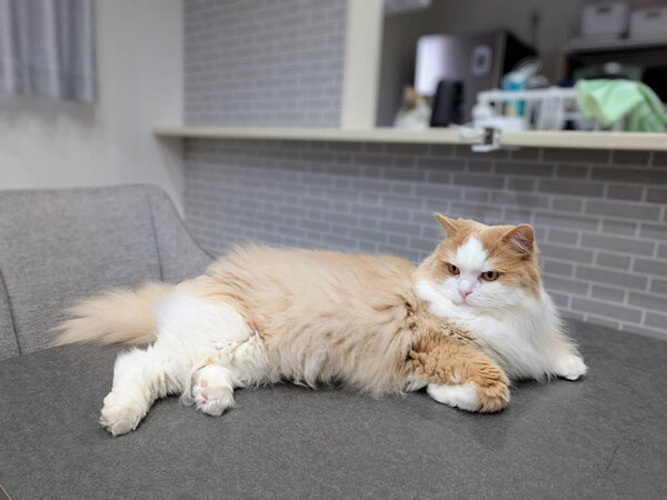 猫ペットシッター