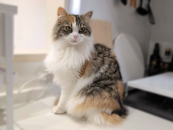猫ペットシッター